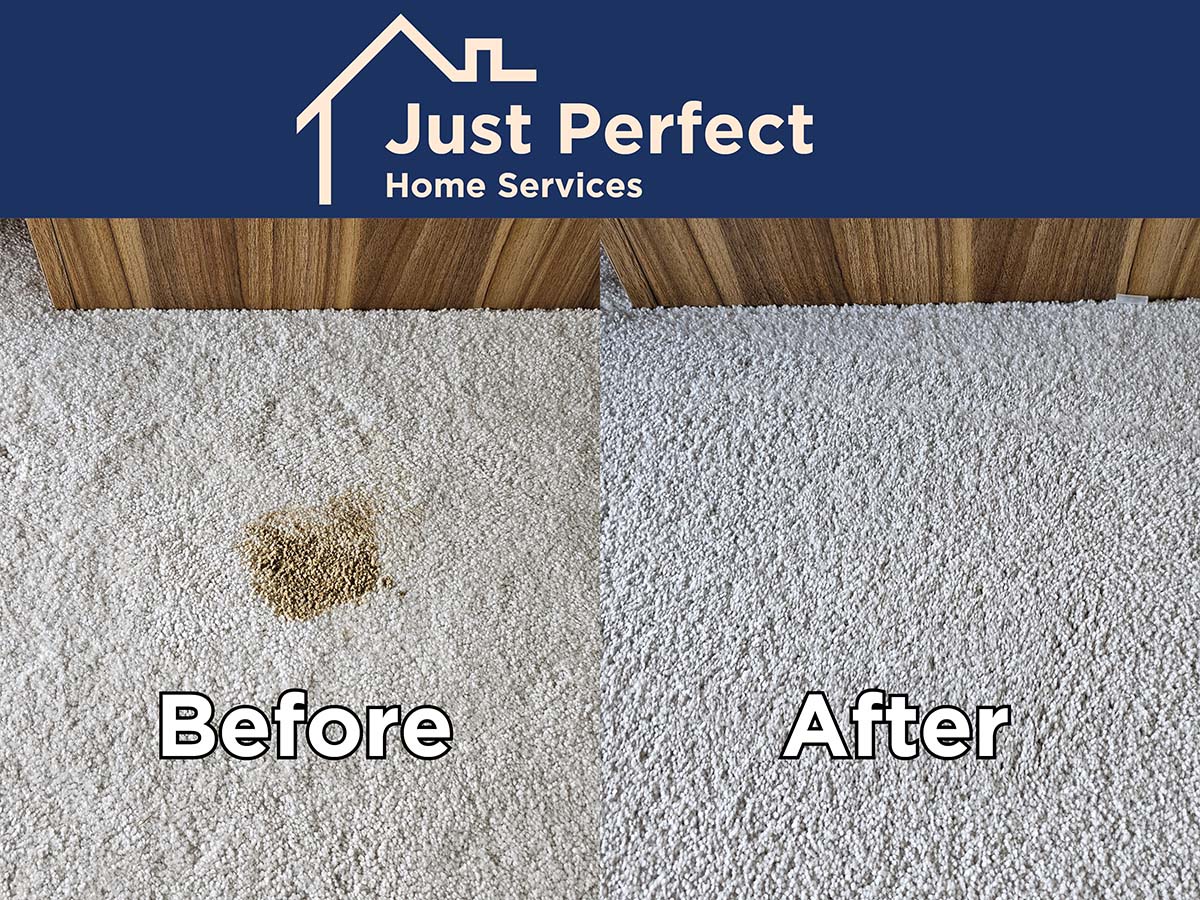 Carpet Cleaning Pet Urine Odour Treatment